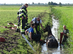 Prio 2 Dier te Water Paard Dykhuzen Gerkesklooster